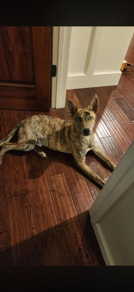 Yoti, a Adopted mixed breed in Shelbyville, TN image 2/2