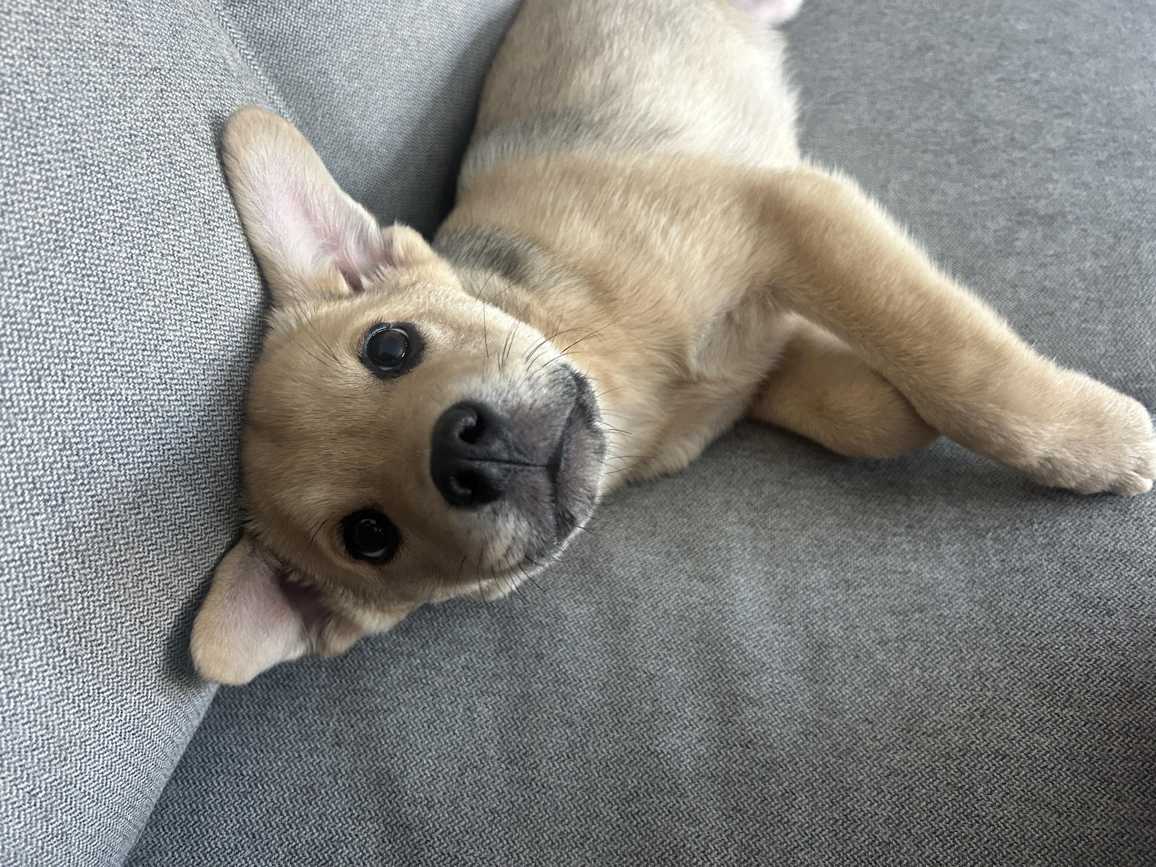 Enlarge Hudson, a ADOPTABLE Mixed Breed in Rochester , NY image 3/6