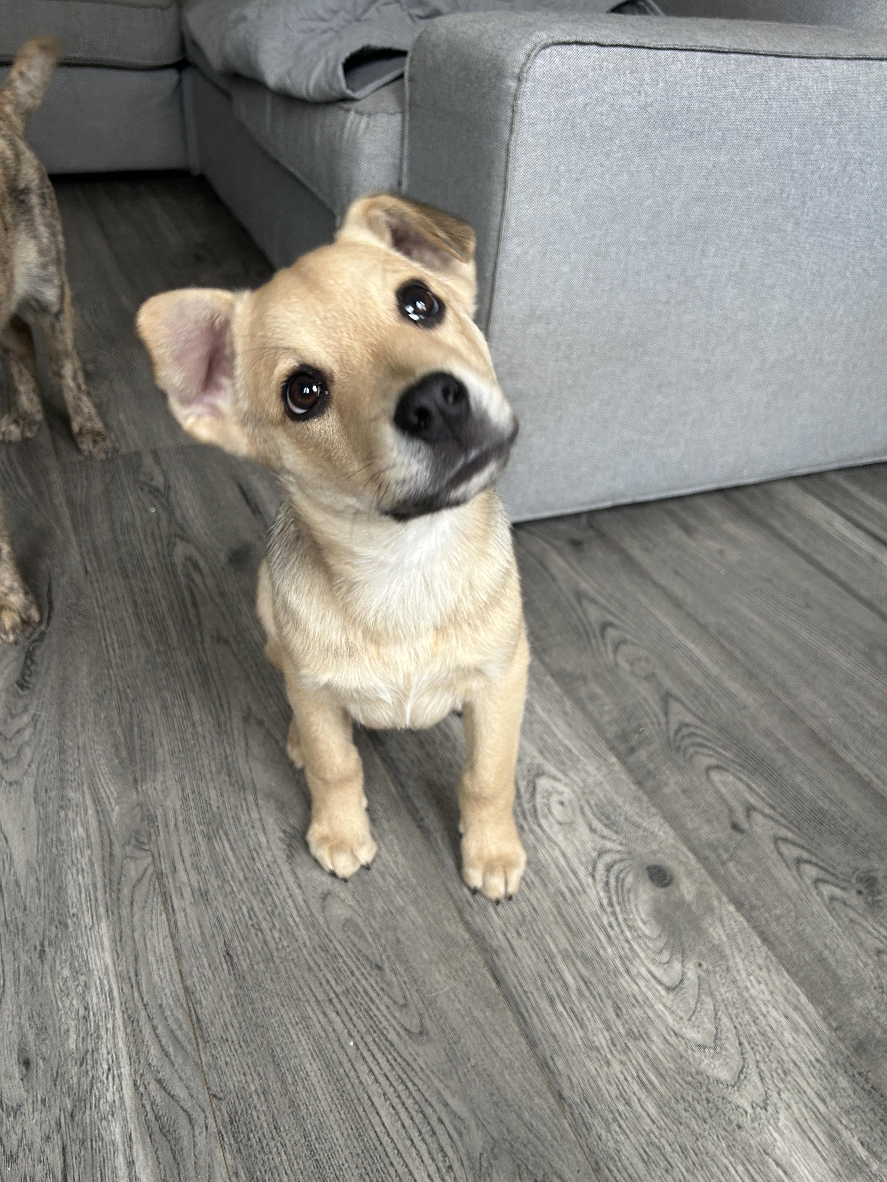 Enlarge Hudson, a ADOPTABLE Mixed Breed in Rochester , NY image 6/6