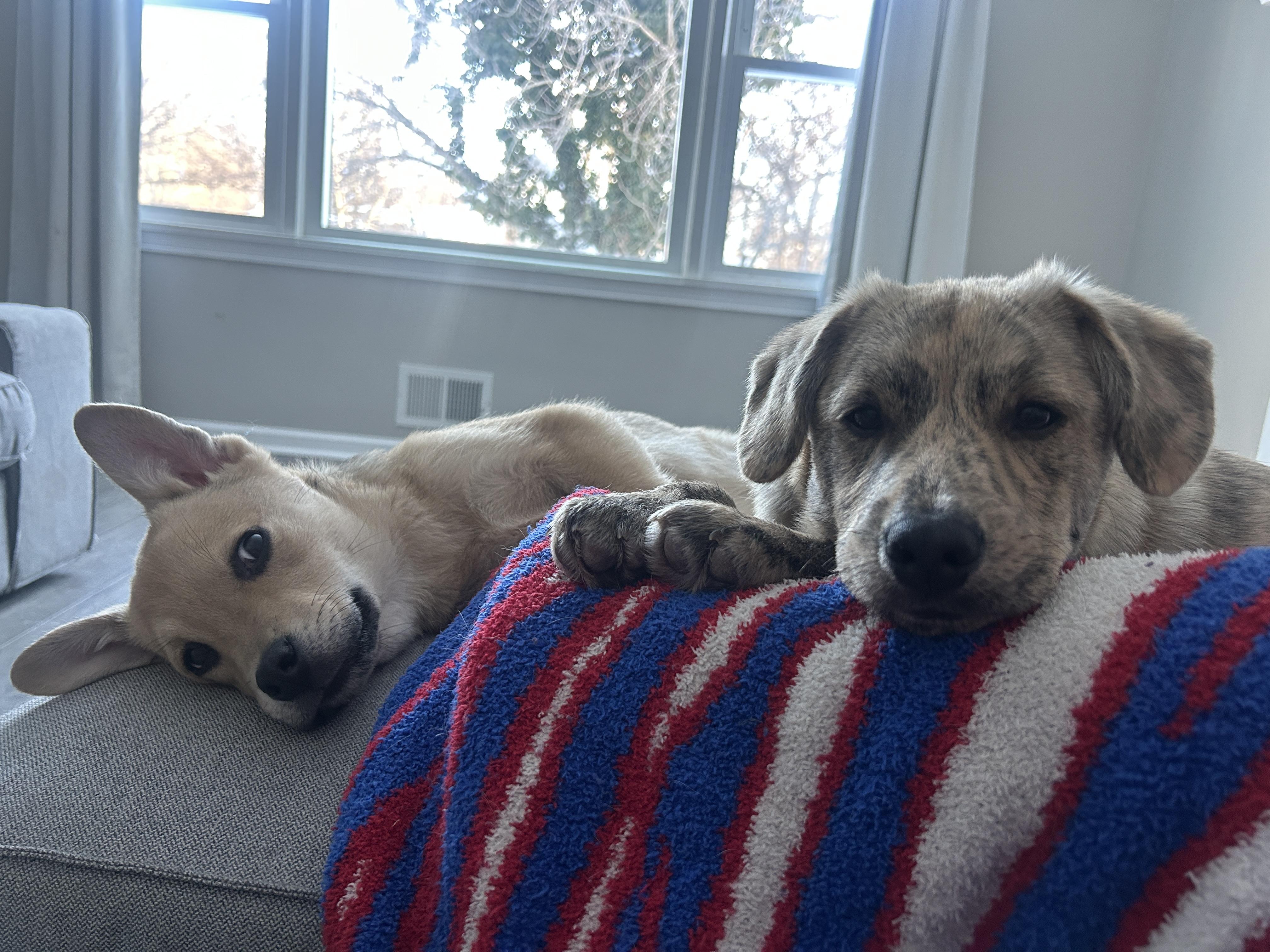 Enlarge Hudson, a ADOPTABLE Mixed Breed in Rochester , NY image 4/6