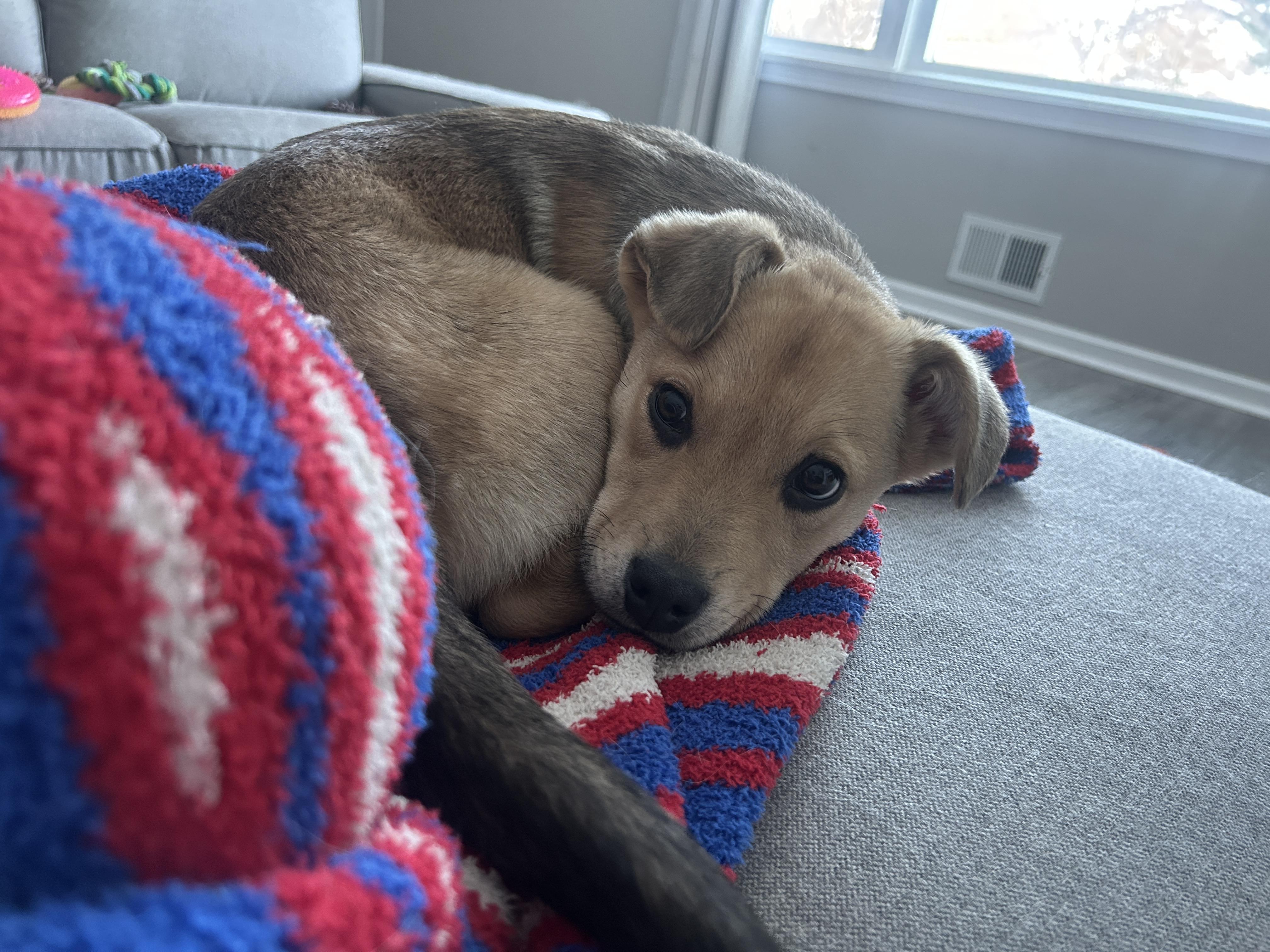 Enlarge Hudson, a ADOPTABLE Mixed Breed in Rochester , NY image 5/6