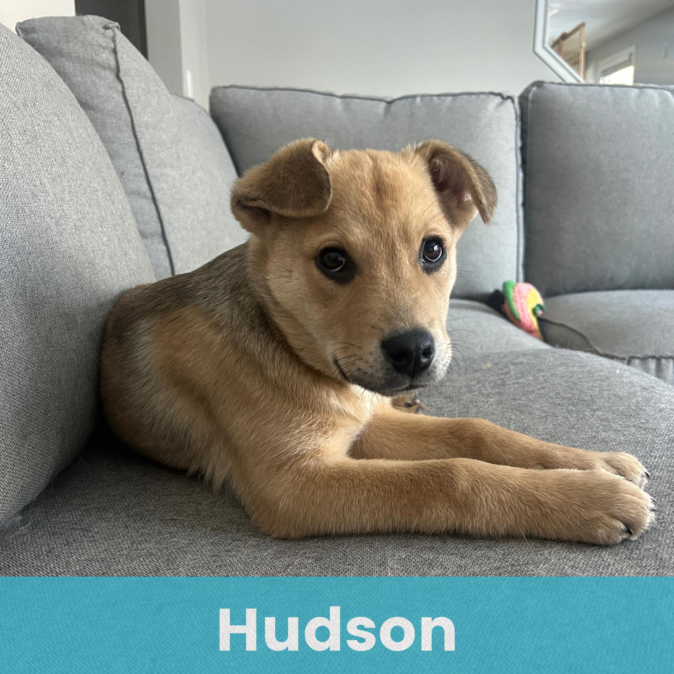 Enlarge Hudson, a ADOPTABLE Mixed Breed in Rochester , NY image 1/6