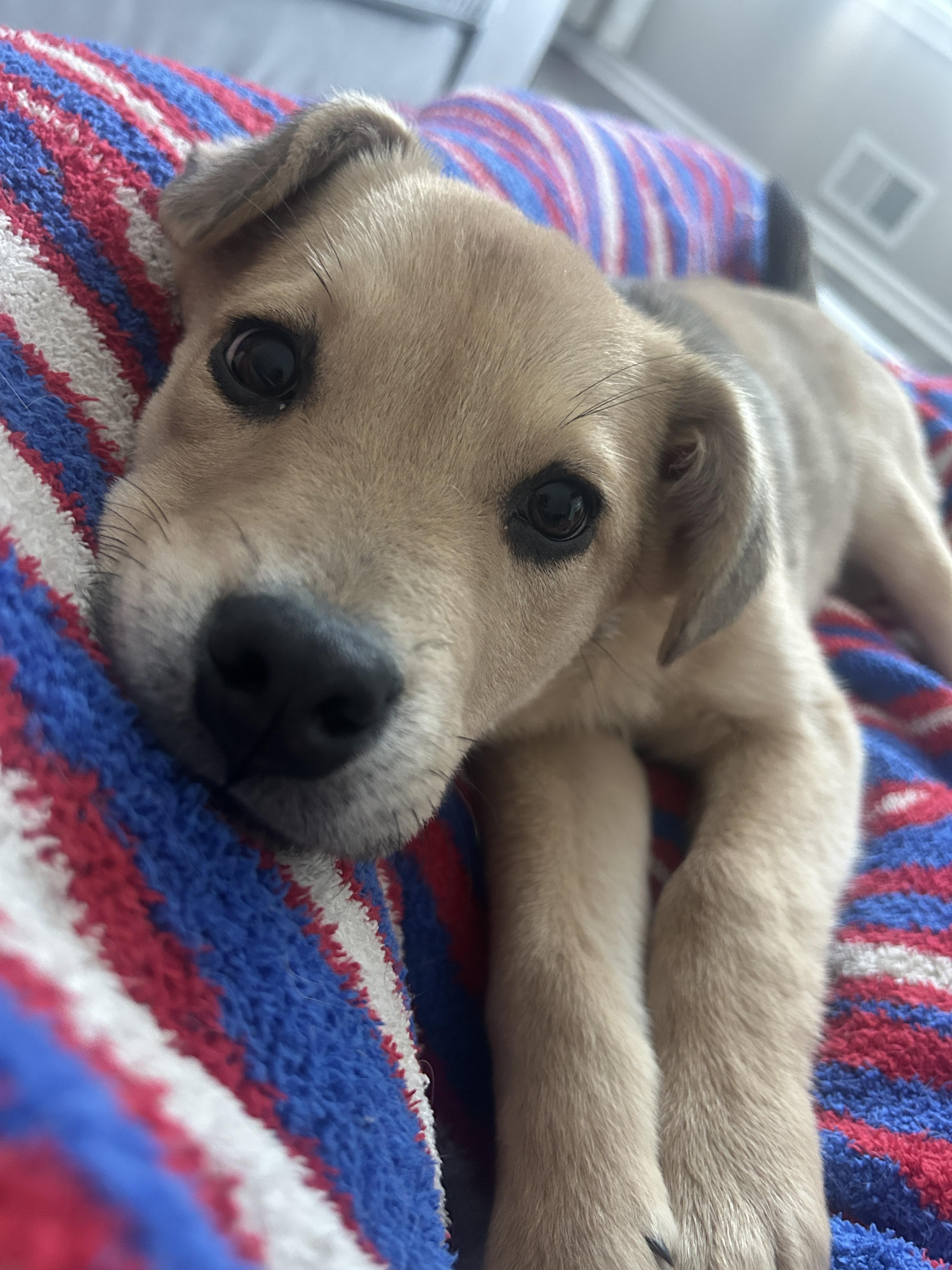 Enlarge Hudson, a ADOPTABLE Mixed Breed in Rochester , NY image 2/6