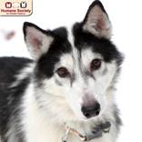 Zoey, ADOPTABLE, Senior Female Siberian Husky.