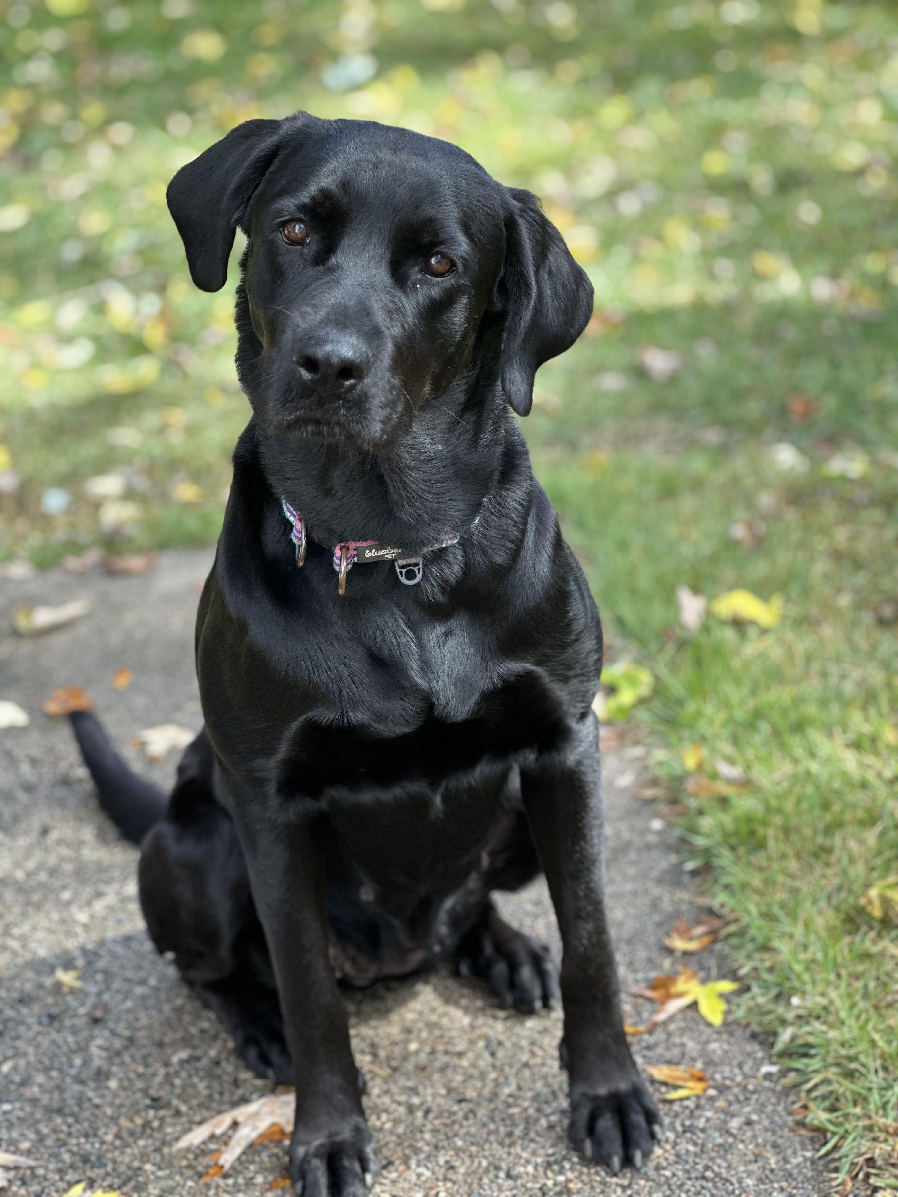 Enlarge Lulu - In Mass., a Adoptable Black Labrador Retriever in Willington, CT image 2/6