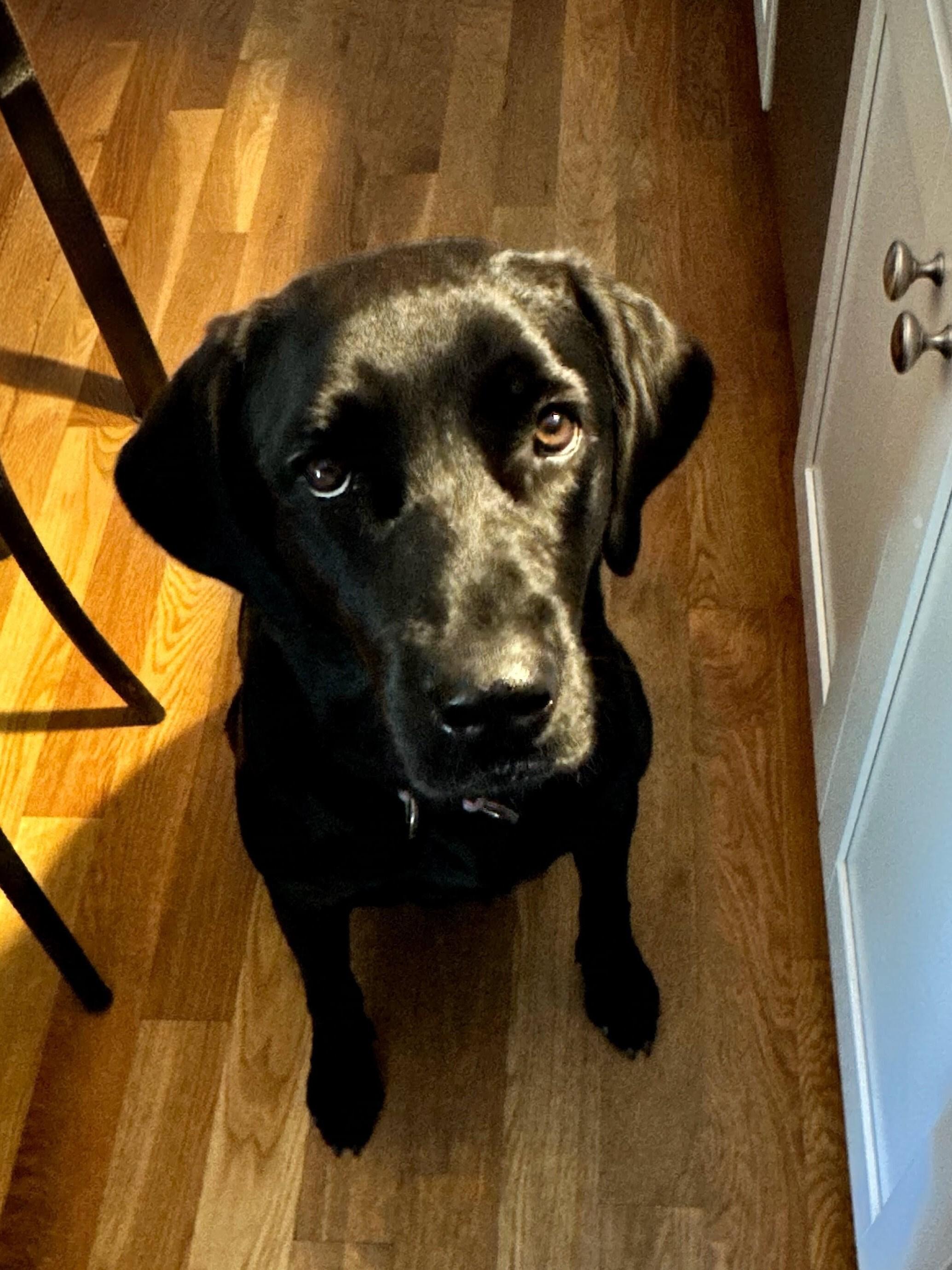 Enlarge Lulu - In Mass., a Adoptable Black Labrador Retriever in Willington, CT image 4/6
