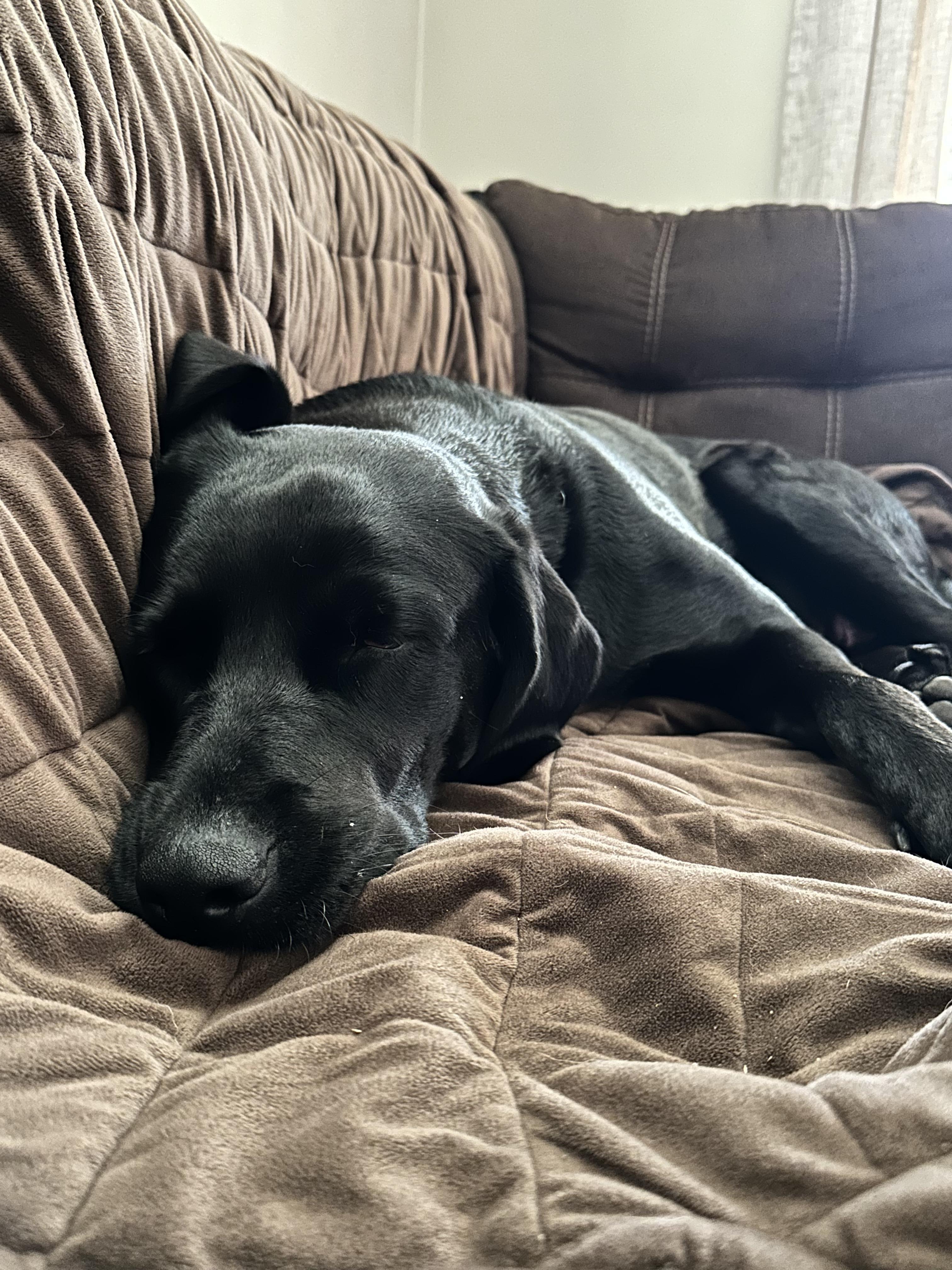 Enlarge Lulu - In Mass., a Adoptable Black Labrador Retriever in Willington, CT image 5/6