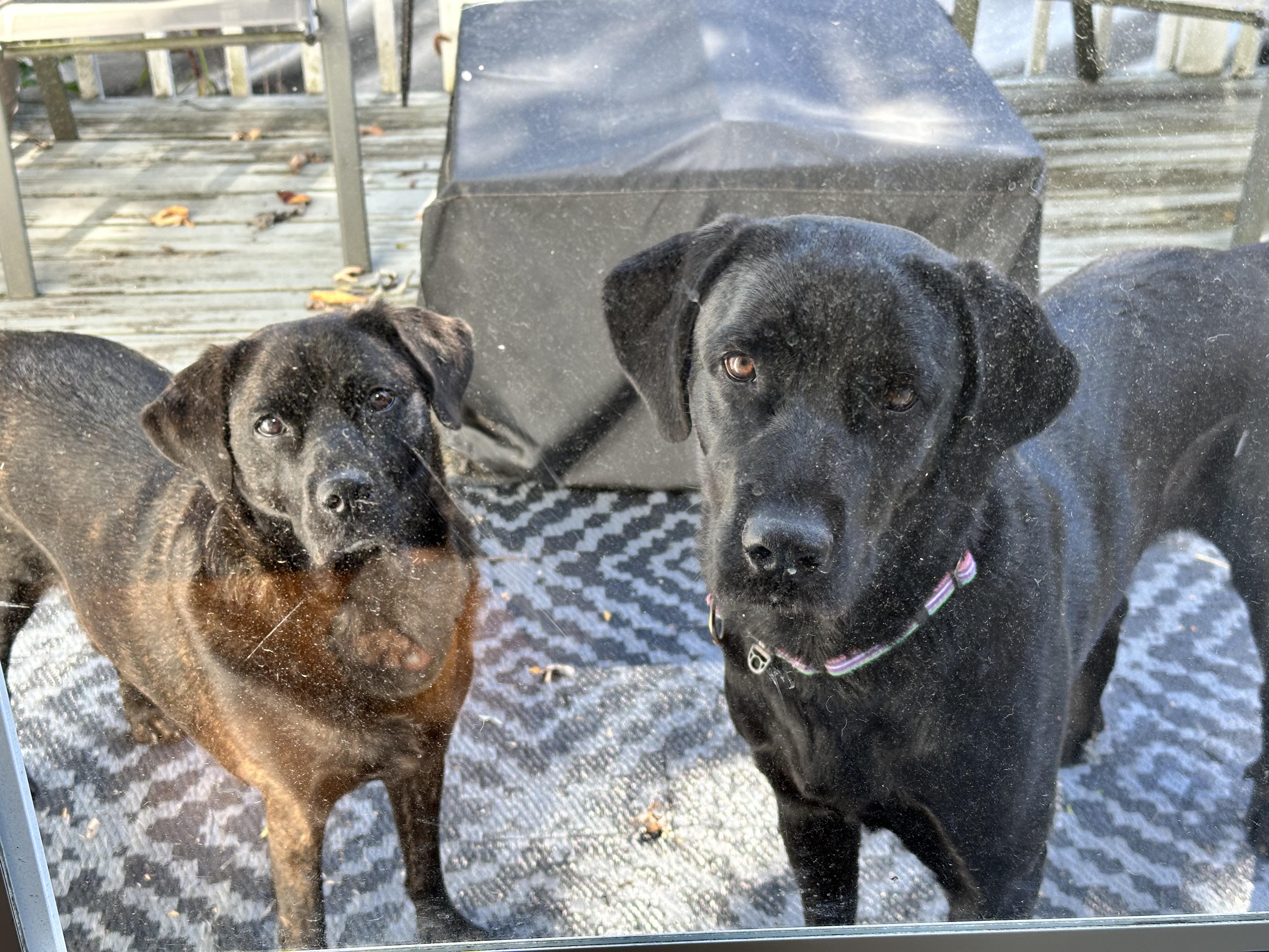 Enlarge Lulu - In Mass., a Adoptable Black Labrador Retriever in Willington, CT image 3/6