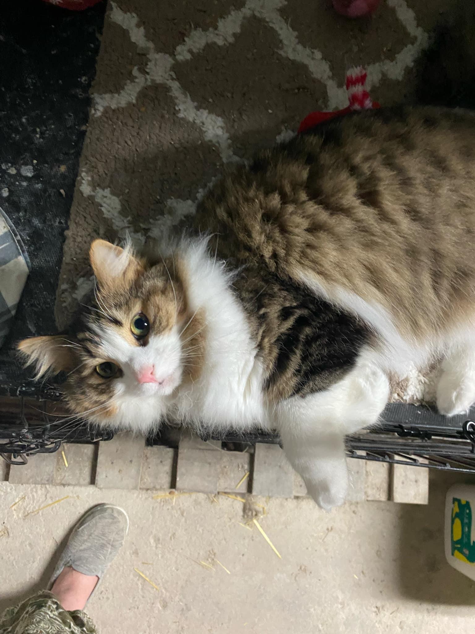 Tootsie, Young Female Domestic Long Hair