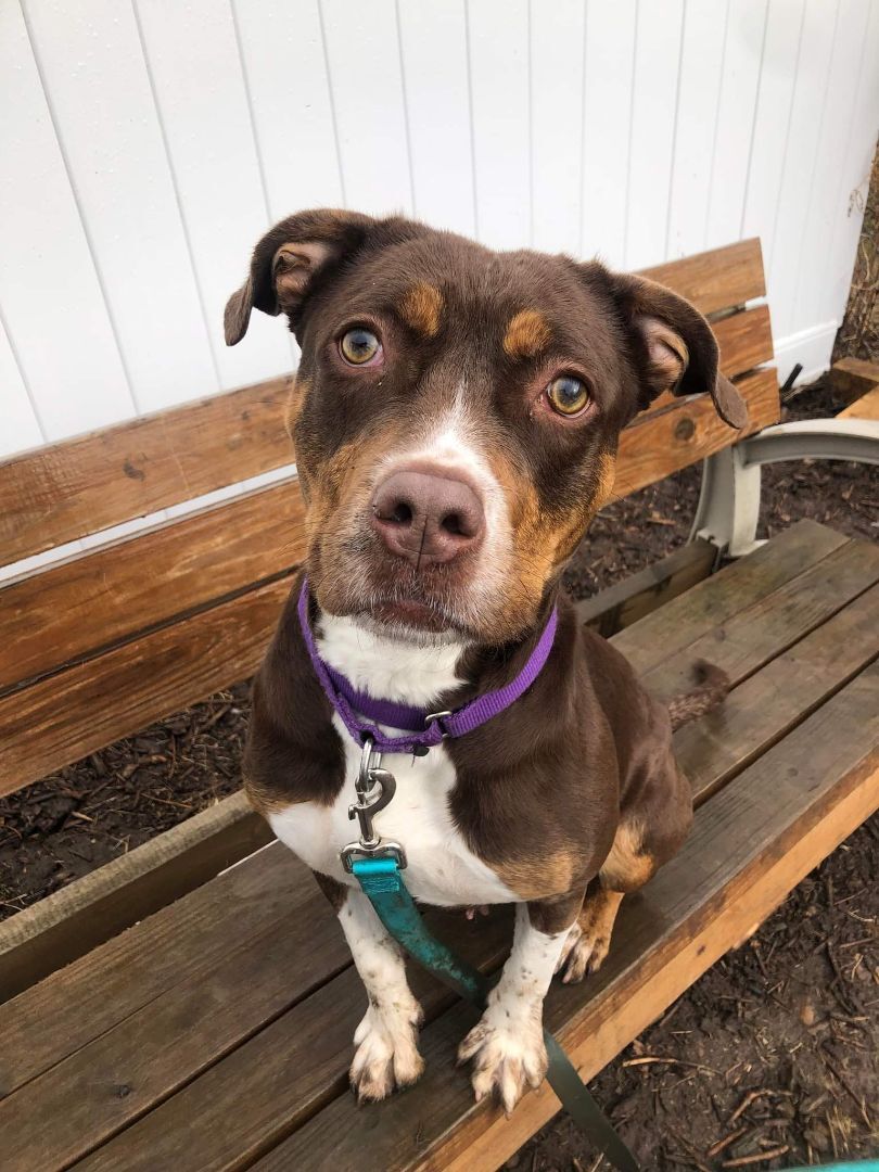 Dog for adoption Tilly friendly smart playful girl!, a Mixed Breed