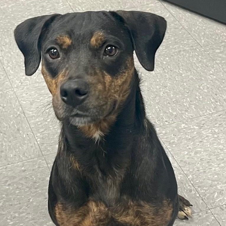 Little Bit, Adoptable, Adult Female Pit Bull Terrier & Boxer.