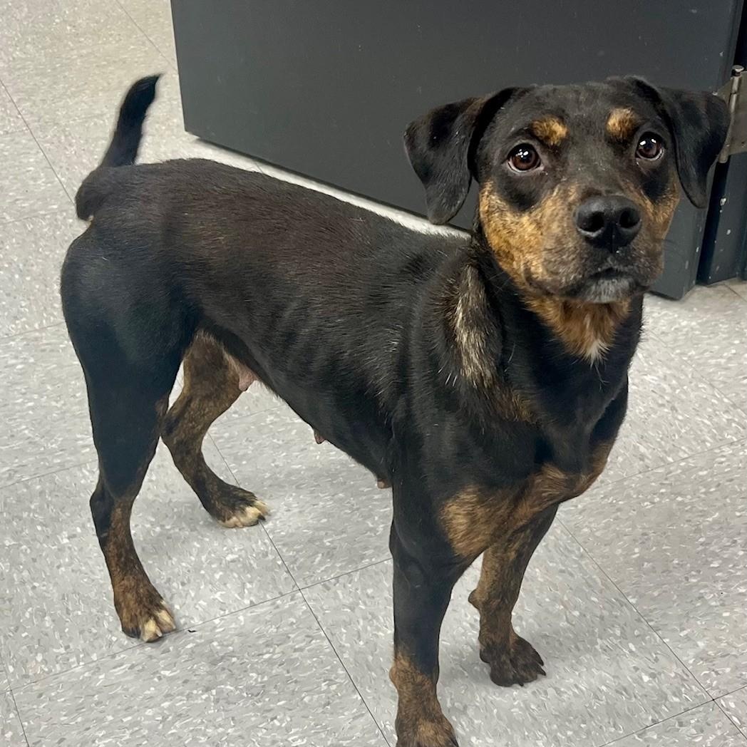 Enlarge Little Bit, a Adoptable mixed breed in Edinburg, VA image 2/2