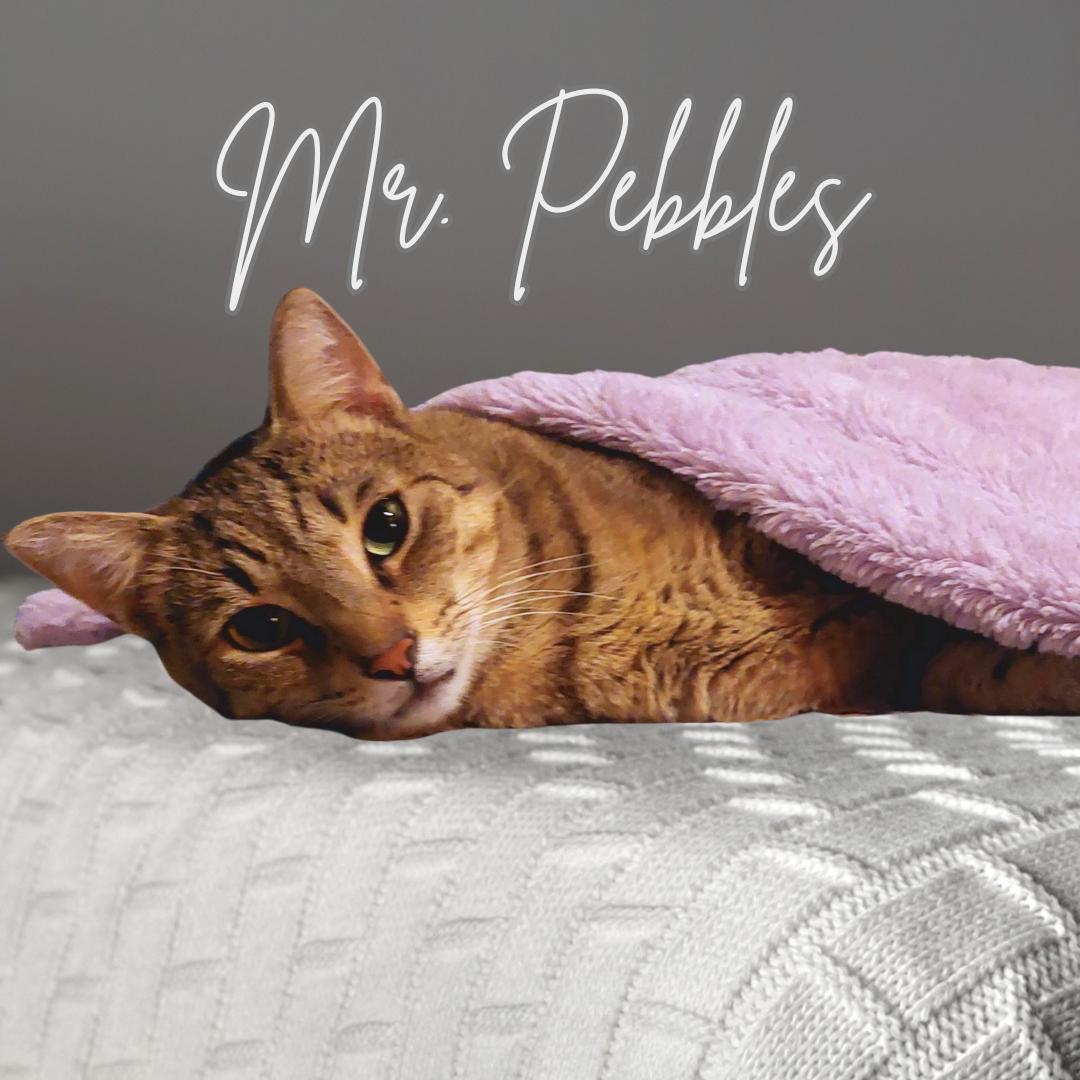 Mr. Pebbles thumbnail 2