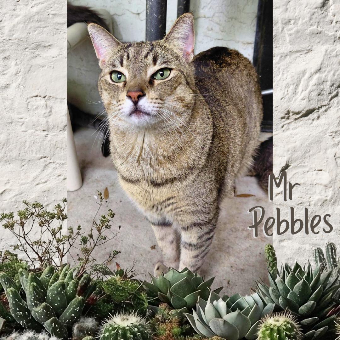 Enlarge Mr. Pebbles, a Adoptable Tiger in Orange City, FL image 1/6