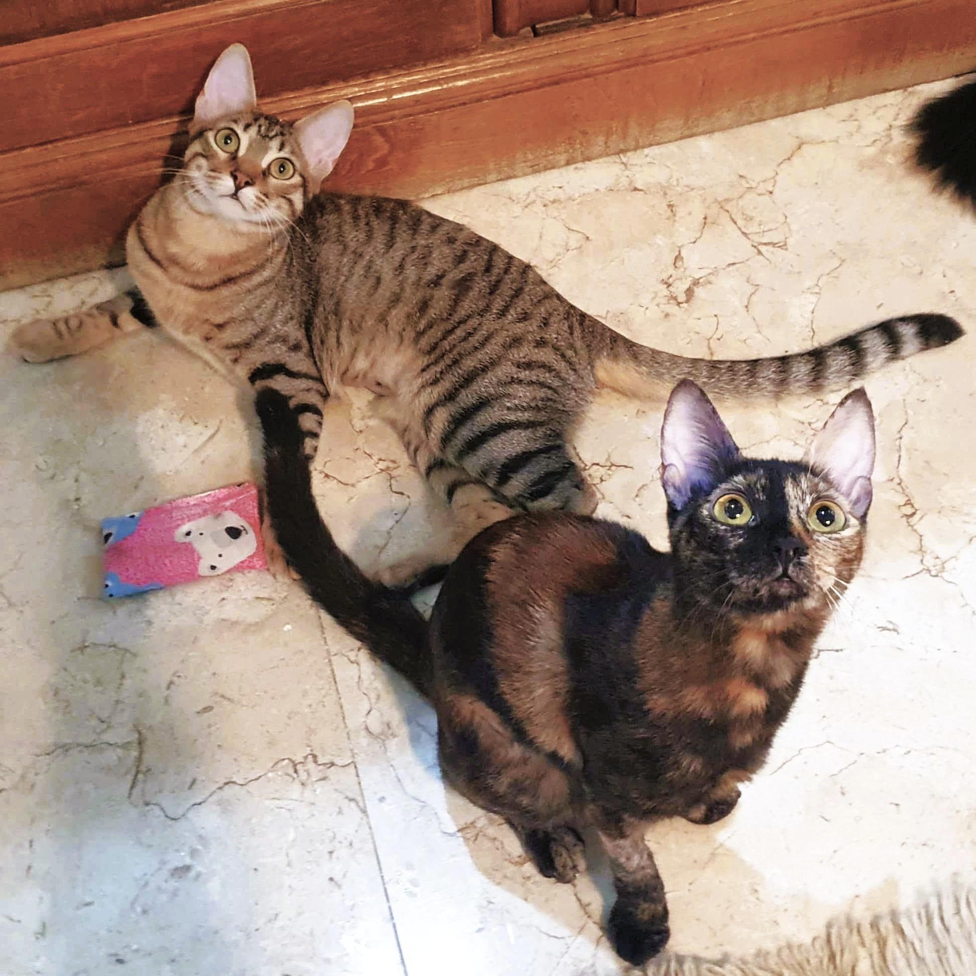 The WanDahs - Wanissa and Dalilah (bonded pair) - foster to adopt, Adult Female unknown