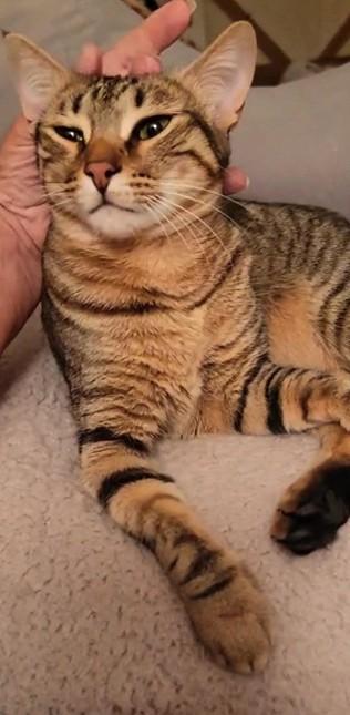 The WanDahs - Wanissa and Dalilah (bonded pair) - foster to adopt