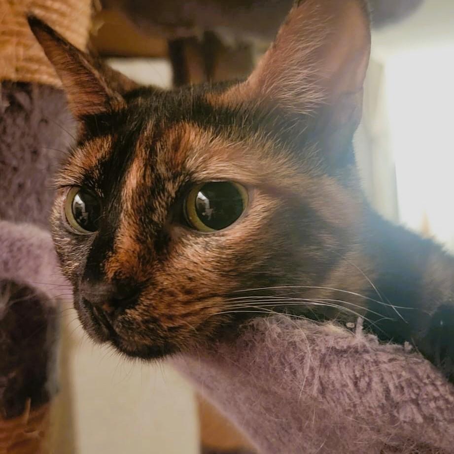 The WanDahs - Wanissa and Dalilah (bonded pair) - foster to adopt