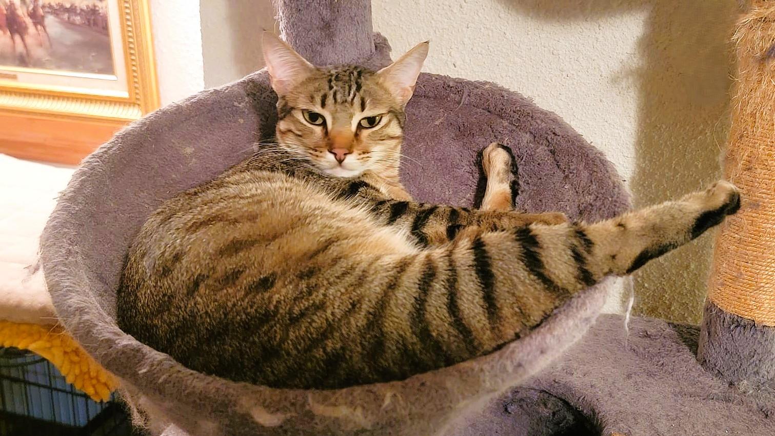 The WanDahs - Wanissa and Dalilah (bonded pair) - foster to adopt