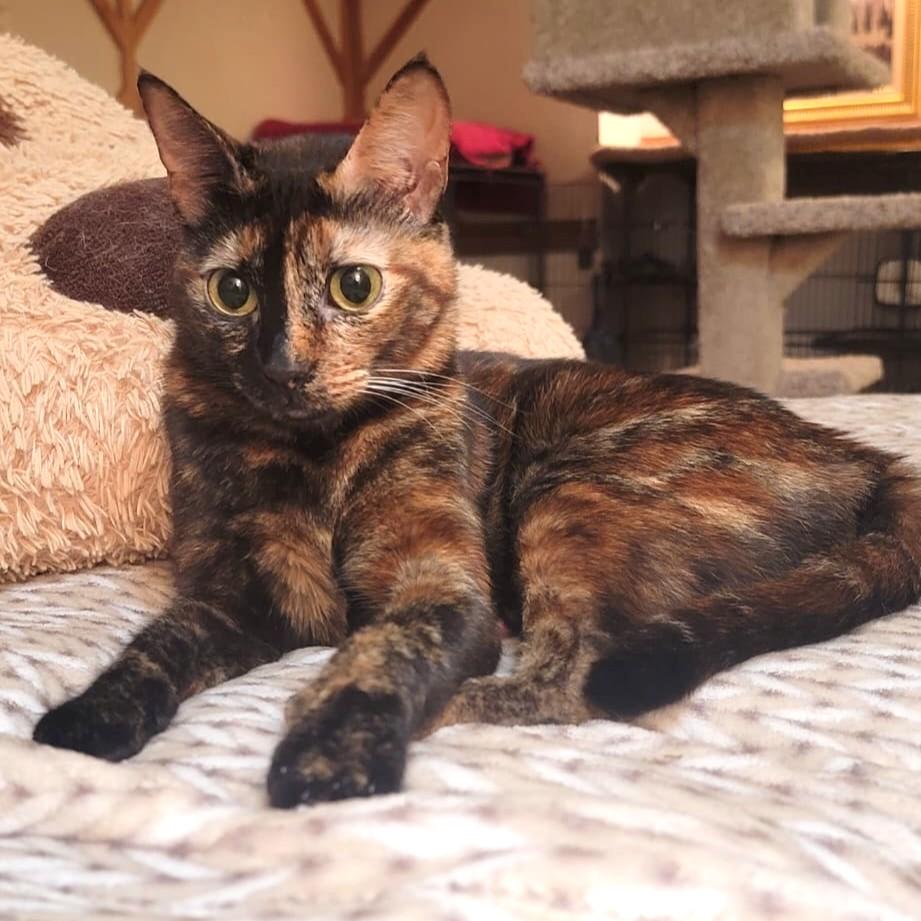 The WanDahs - Wanissa and Dalilah (bonded pair) - foster to adopt