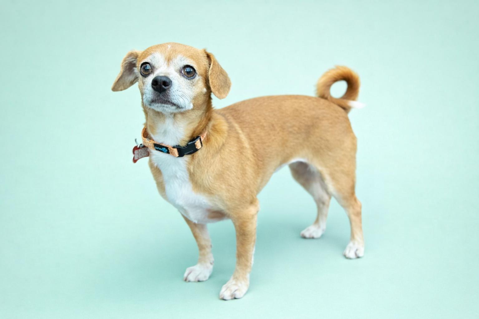 Influencer, Adoptable, Adult Female Beagle & Chihuahua.