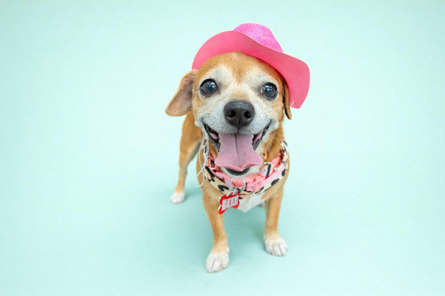 Enlarge Influencer, a Adoptable mixed breed in Palo Alto, CA image 2/3