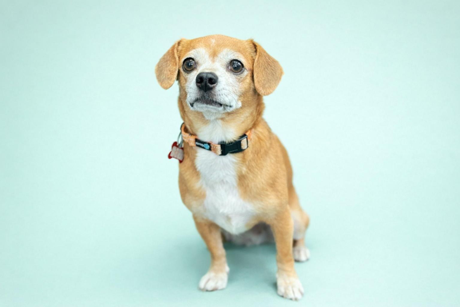 Enlarge Influencer, a Adoptable mixed breed in Palo Alto, CA image 3/3