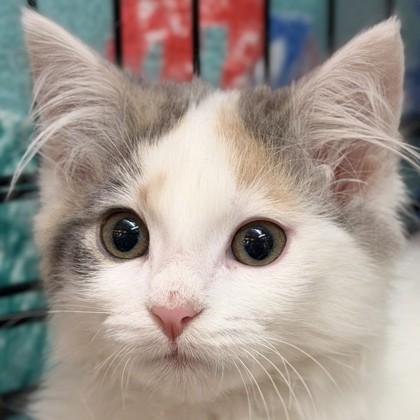 Shake `n Bake, Adoptable, Kitten Female Domestic Short Hair & Domestic Short Hair.