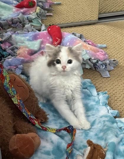 Enlarge Shake `n Bake, a Adoptable mixed breed in Pleasanton, CA image 3/3