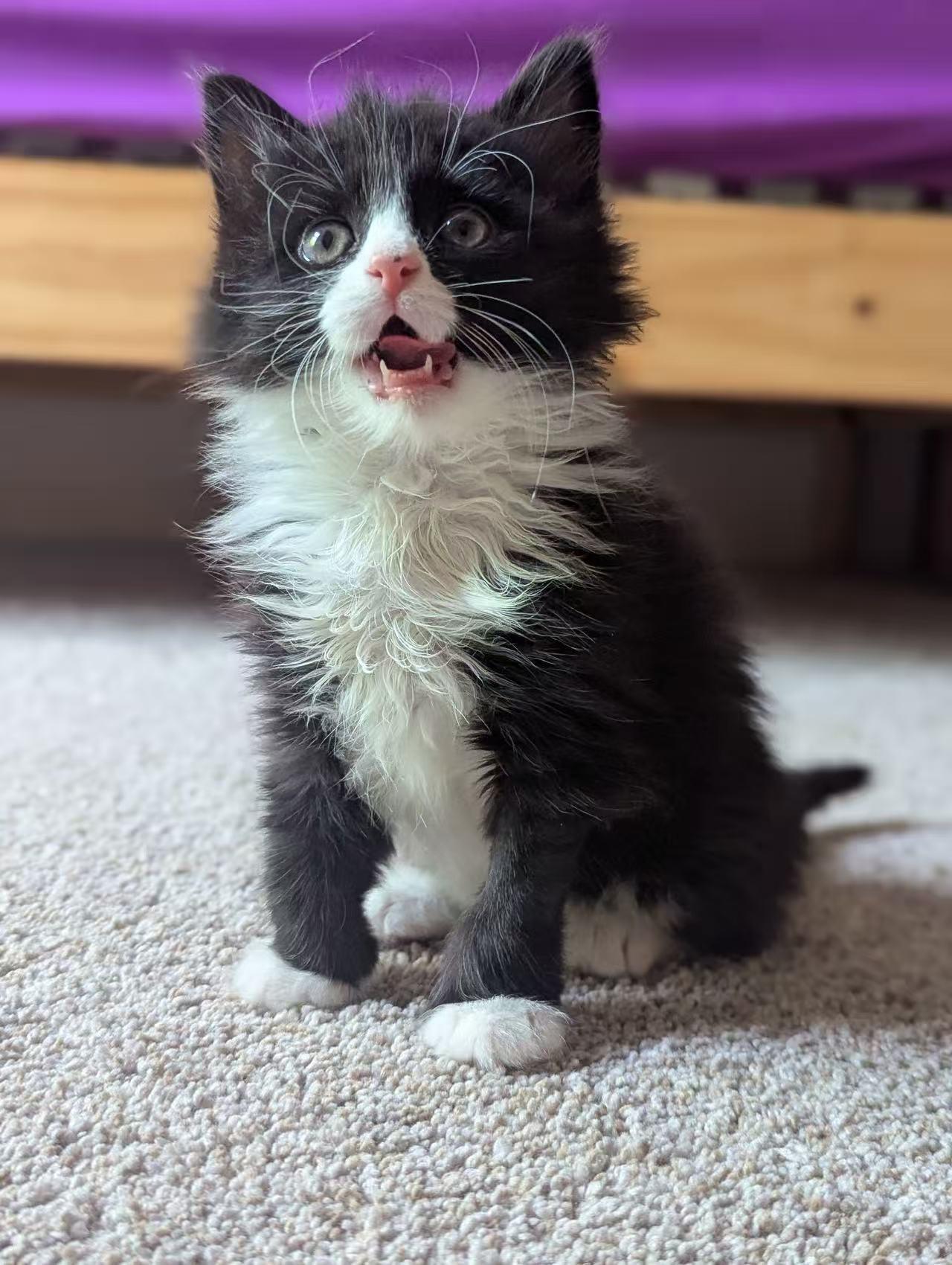 Biscuit