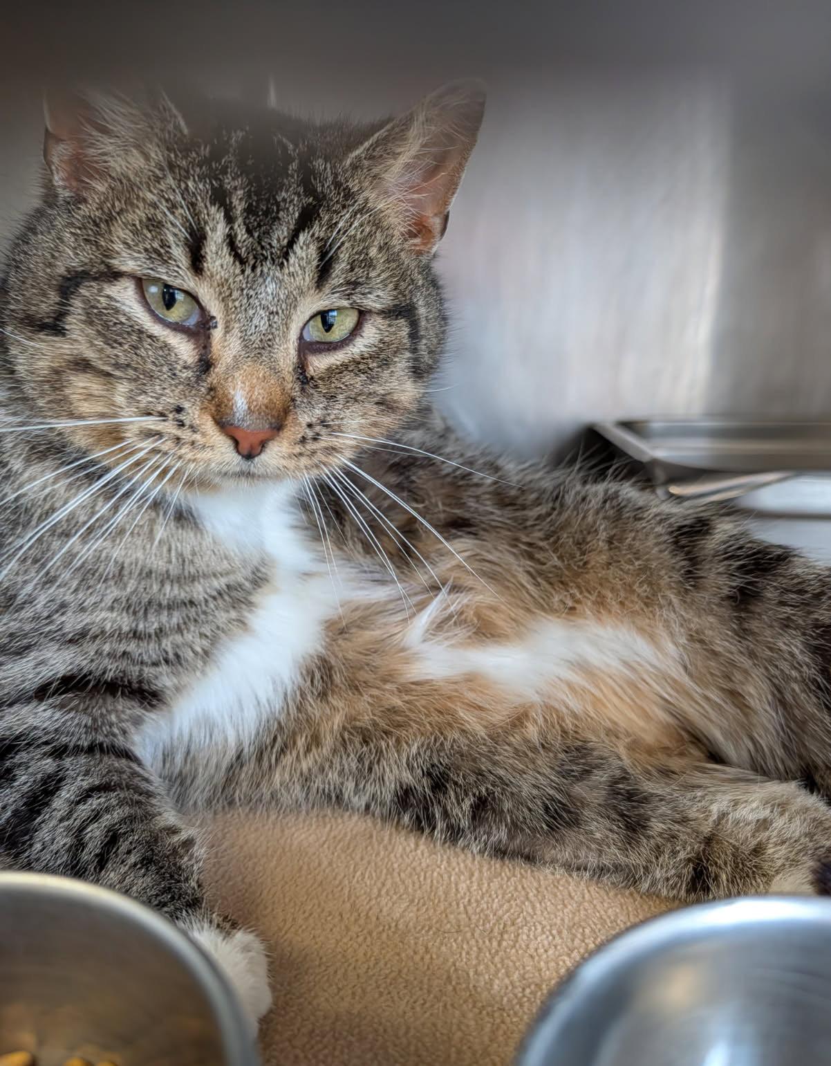 Enlarge Max (Neutered) (Photos 4/4/2026), an adopted mixed breed in Marietta, OH image 2/6