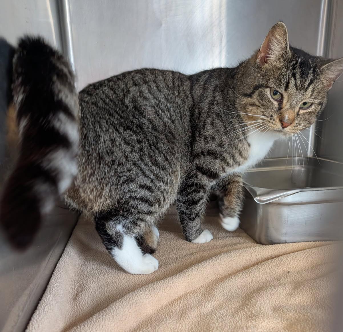 Max (Neutered) (Photos 4/4/2026), adopted, Adult Male Tabby & Domestic Short Hair.