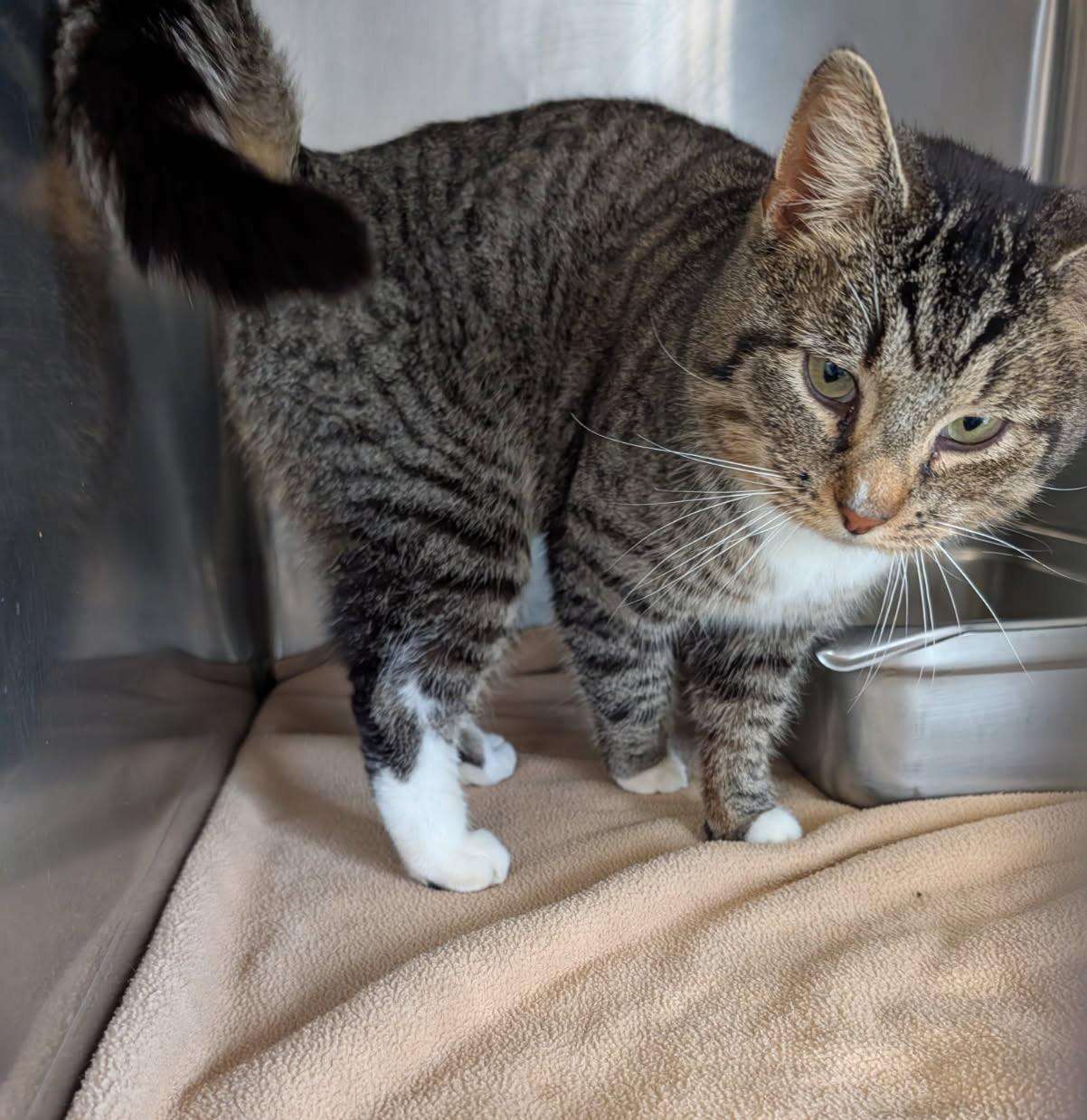 Enlarge Max (Neutered) (Photos 4/4/2026), an adopted mixed breed in Marietta, OH image 5/6