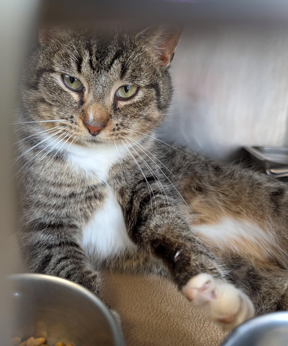 Enlarge Max (Neutered) (Photos 4/4/2026), an adopted mixed breed in Marietta, OH image 3/6