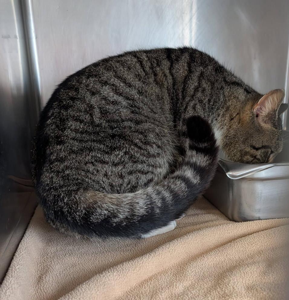 Enlarge Max (Neutered) (Photos 4/4/2026), an adopted mixed breed in Marietta, OH image 6/6