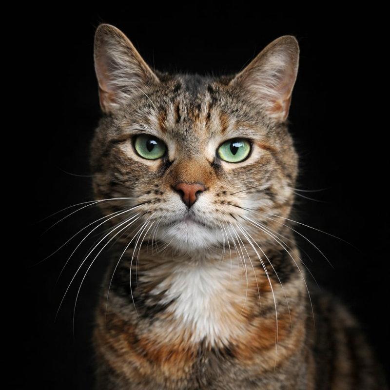 Nina, Adoptable, Adult Female Domestic Short Hair & Torbie.