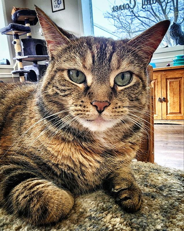 Enlarge Nina, a Adoptable mixed breed in Gettysburg, PA image 3/3