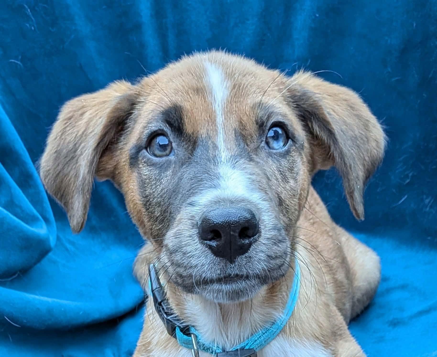 Enlarge Finn, a Adoptable mixed breed in Cookeville, TN image 2/5