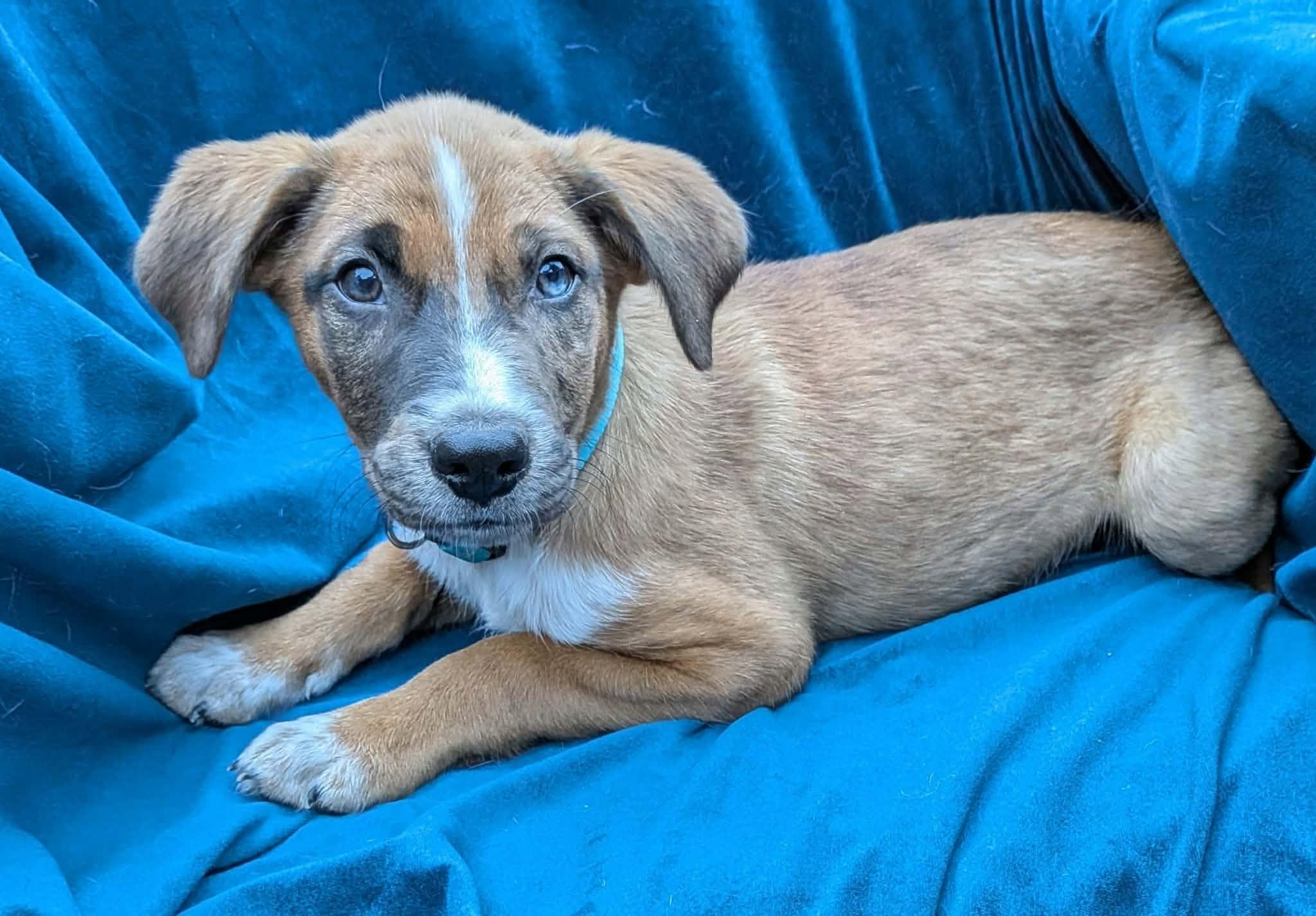 Enlarge Finn, a Adoptable mixed breed in Cookeville, TN image 3/5