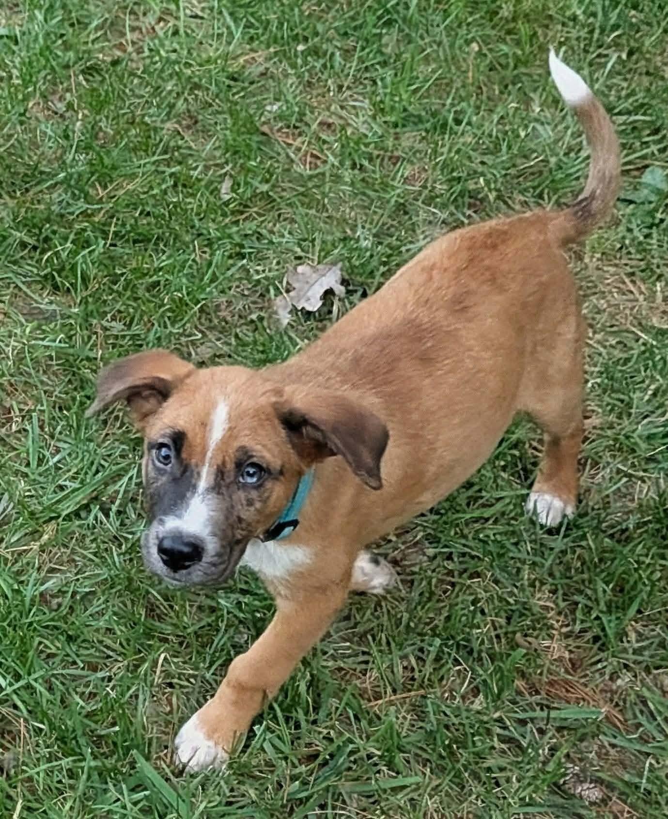 Enlarge Finn, a Adoptable mixed breed in Cookeville, TN image 4/5