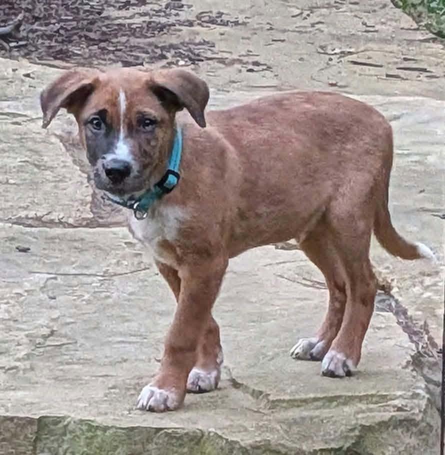 Enlarge Finn, a Adoptable mixed breed in Cookeville, TN image 1/5