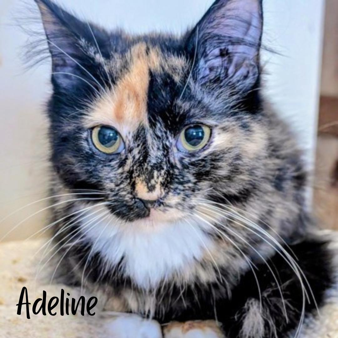 Adeline , adopted, Young Female Domestic Medium Hair.