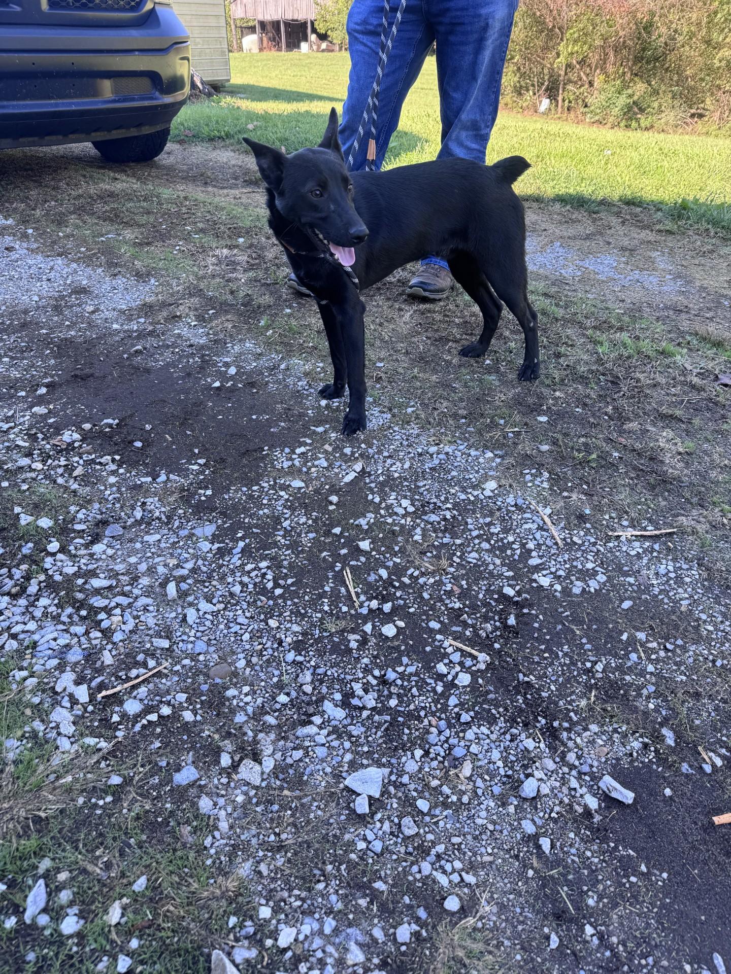 Jinx, Adopted, Young Male Mixed Breed.