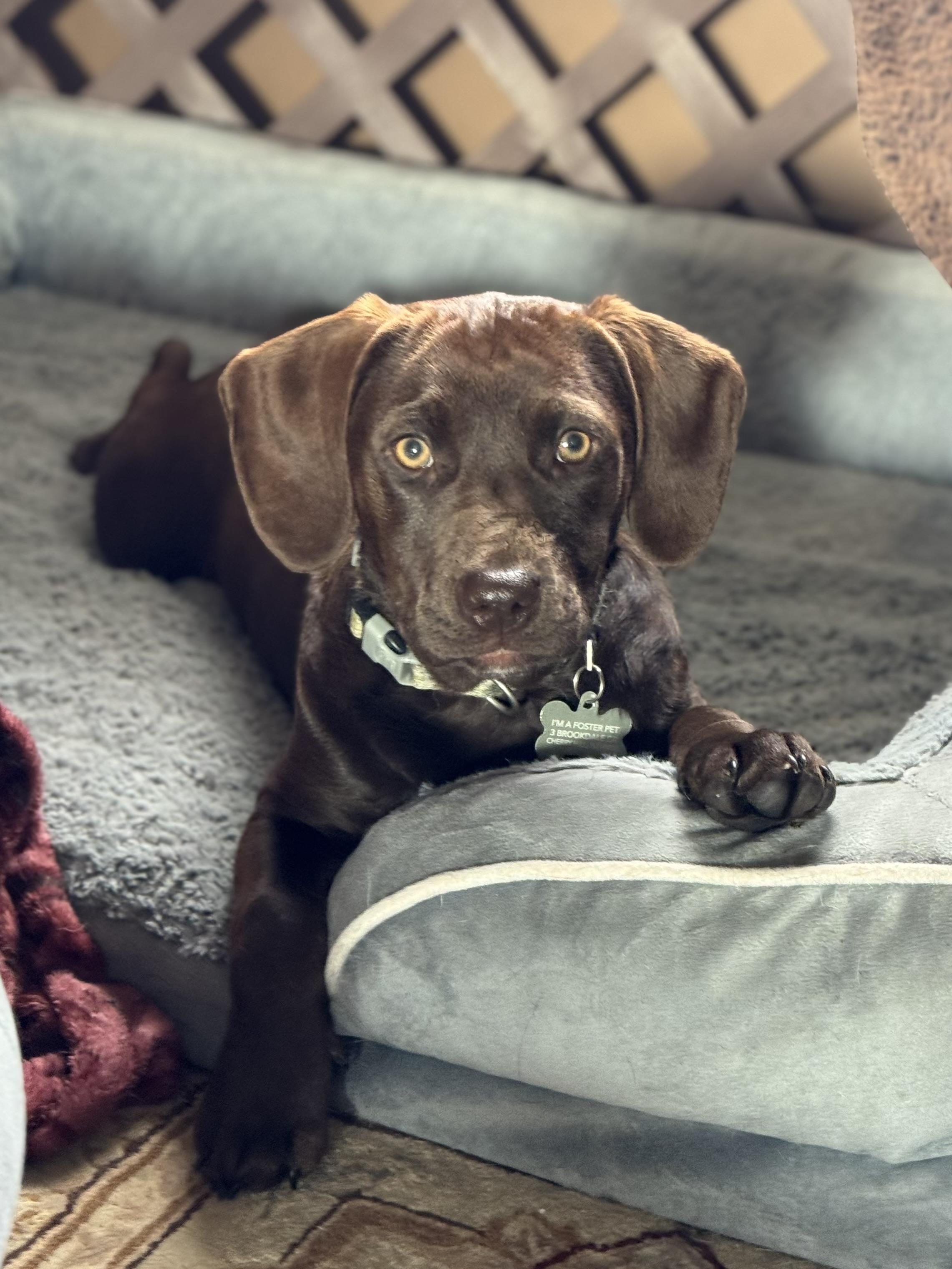 DeeDee , ADOPTABLE, Puppy Female Boykin Spaniel & Hound.