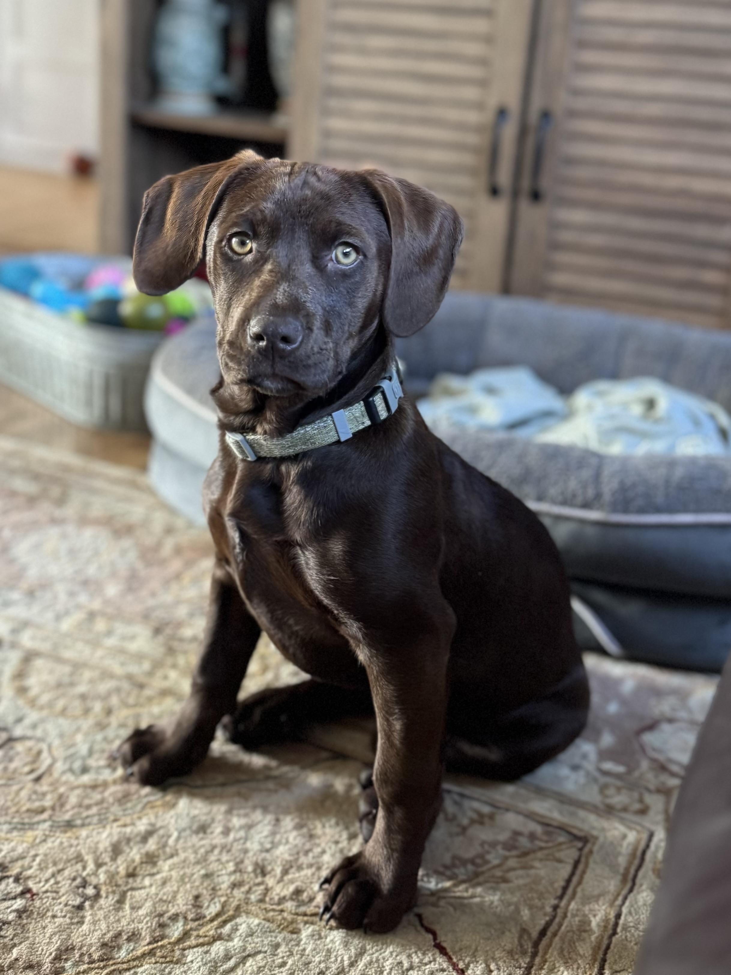 Enlarge DeeDee , a ADOPTABLE mixed breed in Collingswood, NJ image 4/4