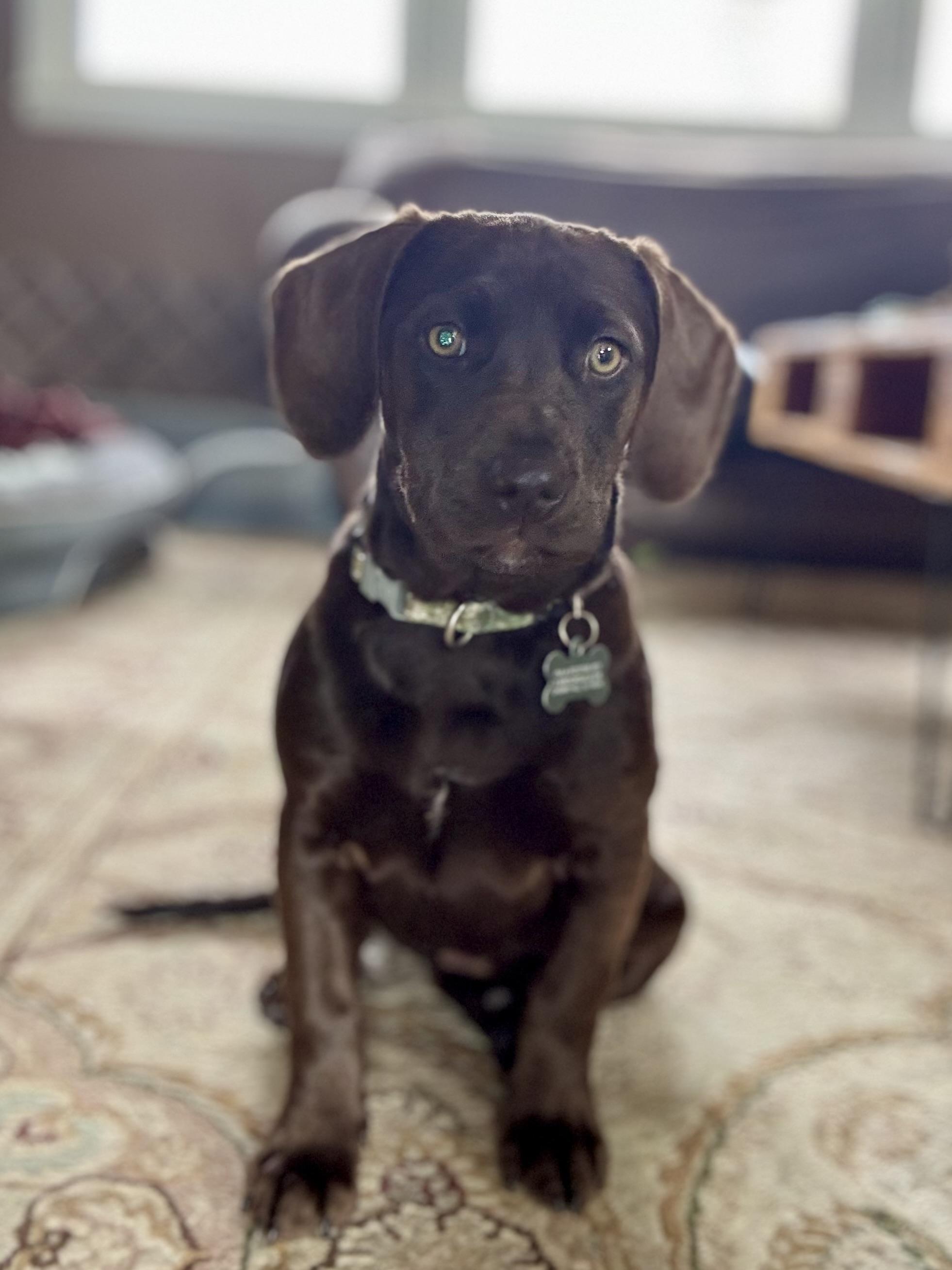 Enlarge DeeDee , a ADOPTABLE mixed breed in Collingswood, NJ image 3/4