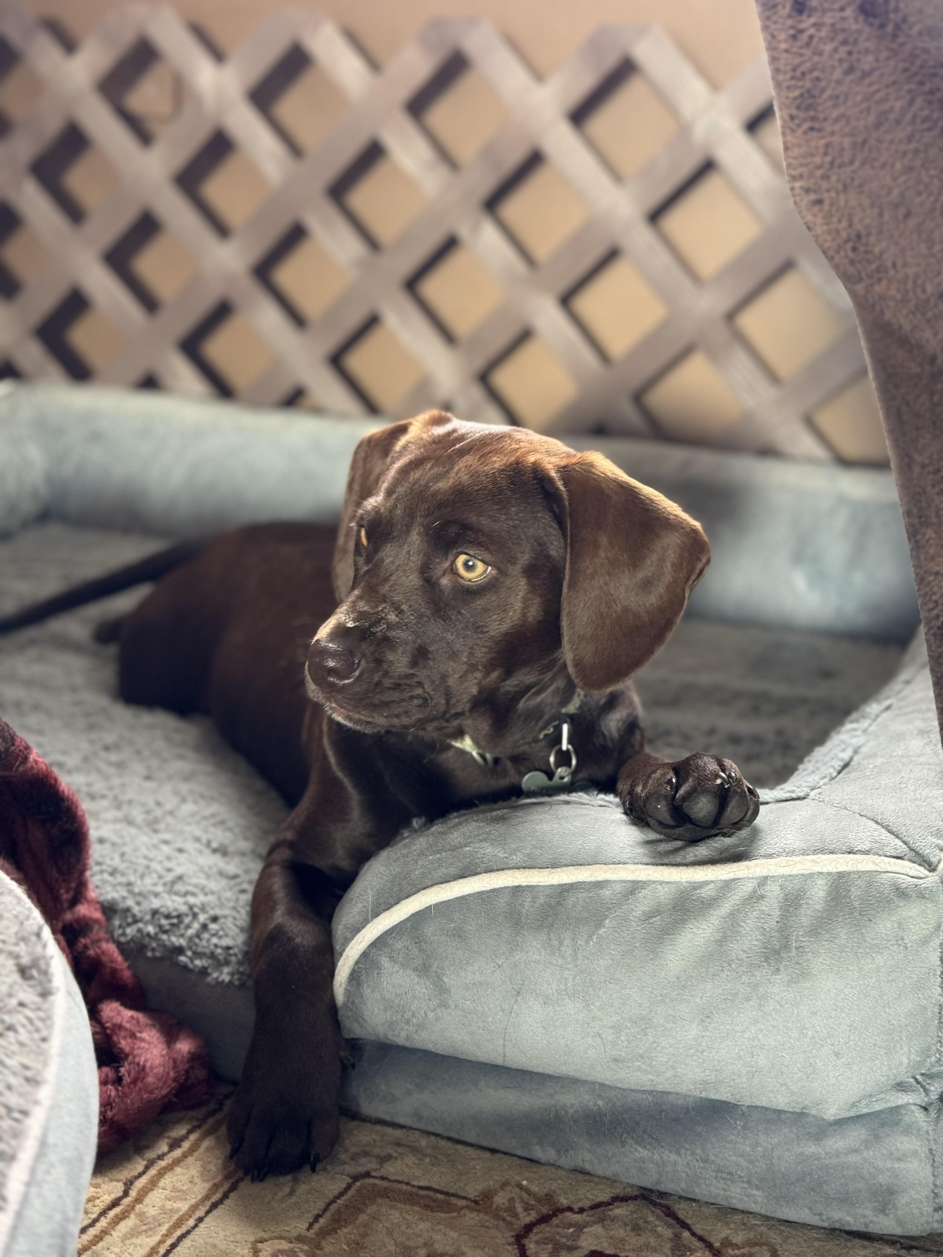 Enlarge DeeDee , a ADOPTABLE mixed breed in Collingswood, NJ image 2/4