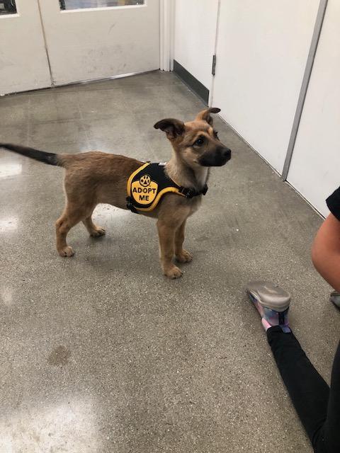Enlarge Zara, an adopted mixed breed in Monrovia , CA image 5/5