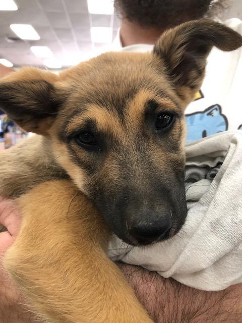 Zara, adopted, Puppy Female Belgian Shepherd / Malinois & Border Collie.