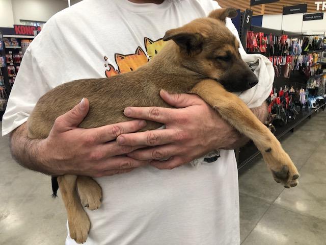 Enlarge Zara, an adopted mixed breed in Monrovia , CA image 3/5
