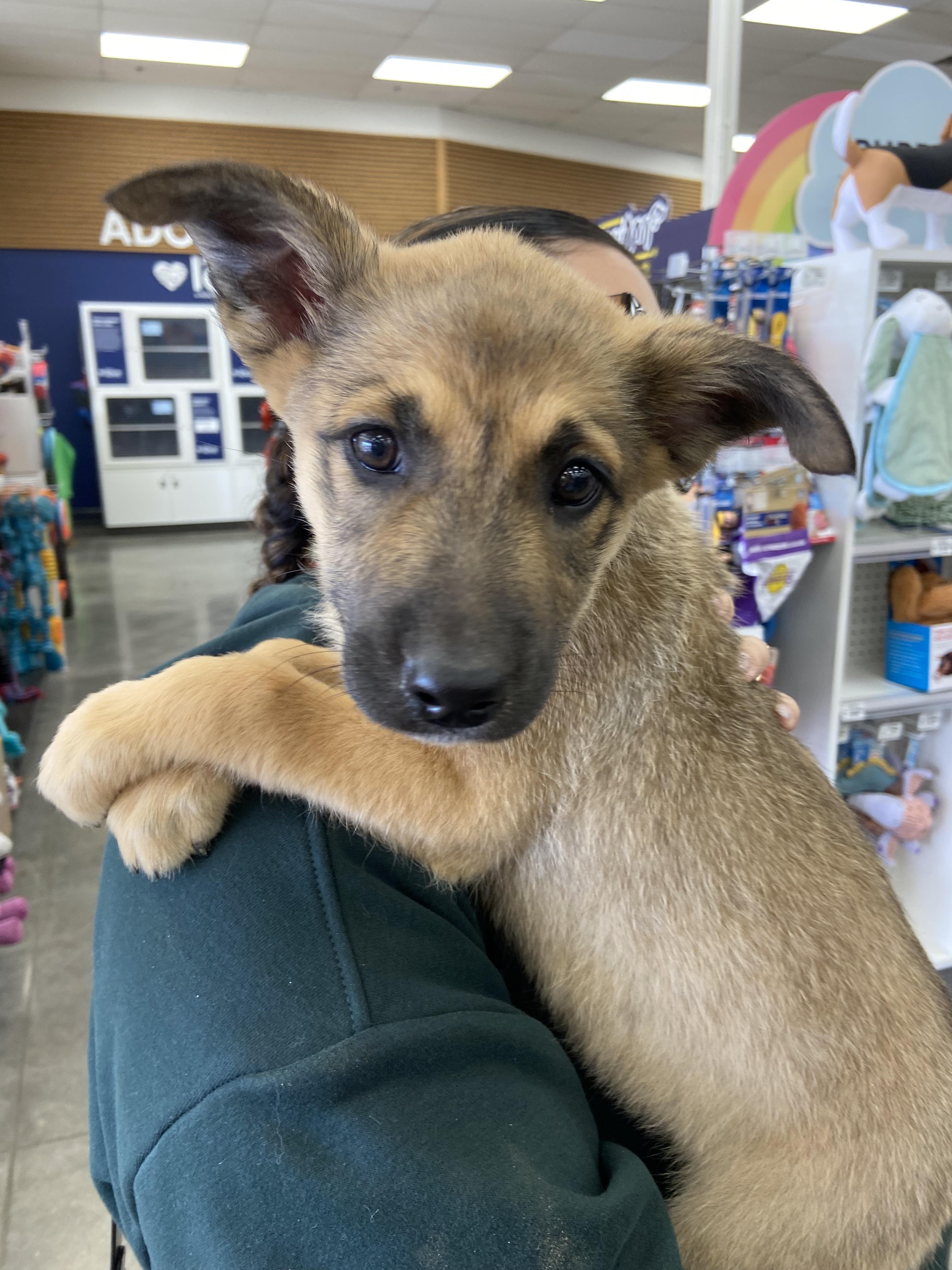 Enlarge Zara, an adopted mixed breed in Monrovia , CA image 2/5